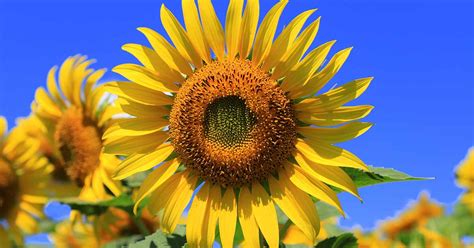 How to Keep Sunflowers Alive [6 Green Thumb Tips] .